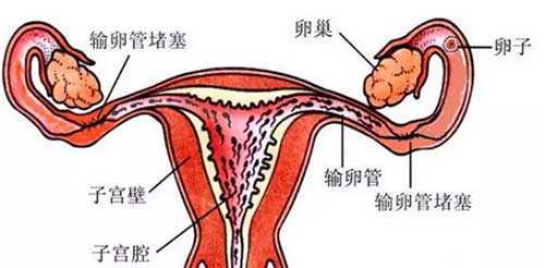 孕期科学呵护，助力聪慧宝宝诞生